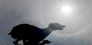 Premier Greyhound Racing bolsters animal welfare credentials