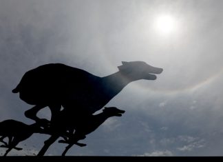 Premier Greyhound Racing bolsters animal welfare credentials