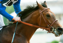 PointsBet and 1/ST Technology target wider US horse racing audience