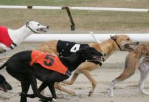 UK greyhound racing a ‘consistent sports performer’ following bet365 support