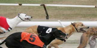 UK greyhound racing a ‘consistent sports performer’ following bet365 support