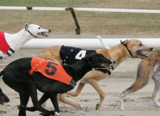 UK greyhound racing a ‘consistent sports performer’ following bet365 support