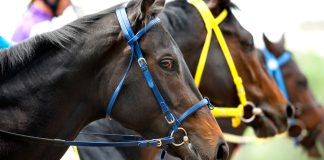 PA Betting Services adds horse racing to CopyBet sportsbook roster