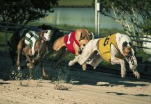 Lord David Lipsey: Taking greyhound racing to the front pages of sport
