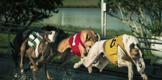 Lord David Lipsey: Taking greyhound racing to the front pages of sport
