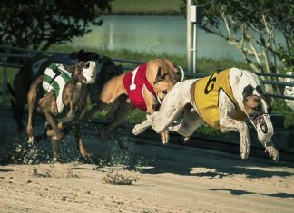 Lord David Lipsey: Taking greyhound racing to the front pages of sport