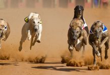 UK greyhound racing dealt a blow as Welsh government pursues ban Racing greyhounds.