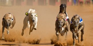 UK greyhound racing dealt a blow as Welsh government pursues ban Racing greyhounds.