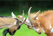 FA and England Women lock horns over Euro 2025 bonuses A close-up shot of two goats locking horns in a playful or territorial display on a lush green meadow.