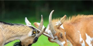 FA and England Women lock horns over Euro 2025 bonuses A close-up shot of two goats locking horns in a playful or territorial display on a lush green meadow.