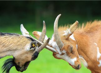 FA and England Women lock horns over Euro 2025 bonuses A close-up shot of two goats locking horns in a playful or territorial display on a lush green meadow.