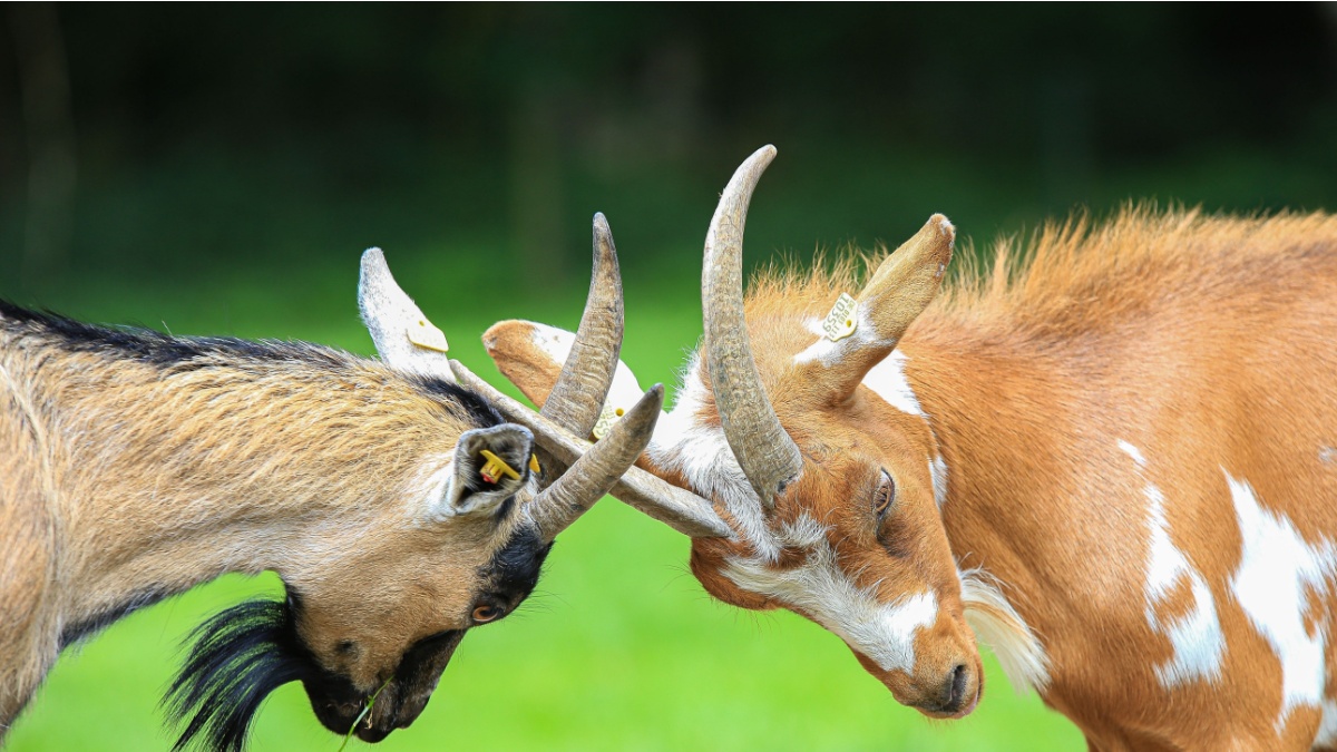 A close-up shot of two goats locking horns in a playful or territorial display on a lush green meadow.