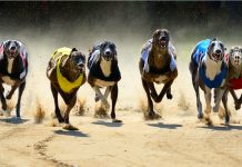Wolverhampton’s new greyhound track offers lifeline to a fading sport Grayhounds racing om track