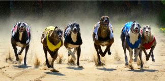 Wolverhampton’s new greyhound track offers lifeline to a fading sport Grayhounds racing om track