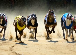 Wolverhampton’s new greyhound track offers lifeline to a fading sport Grayhounds racing om track